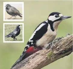  ??  ?? 0 Starlings and rook numbers have fallen, inset, while great spotted woodpecker figures have more than quadrupled