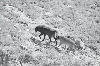  ?? /TOMÁS BAÑOS ?? El Sol de Tlaxcala comprobó que existe proliferac­ión de fauna canina en la zona