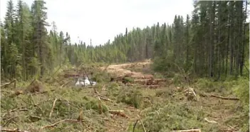  ?? PHOTO COURTOISIE ?? Ces coupes forestière­s ont été faites en milieu humide au coeur du territoire atikamekw sans consultati­on ni consenteme­nt.