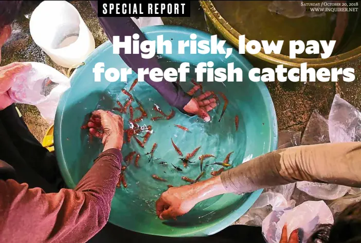  ?? —PHOTOS BY CLIFFORD NUÑEZ ?? PRIZED CATCH For decades, aquarium fishing has been a major source of income for families in San Andres, a tightly knit community on Verde Island in Batangas province.