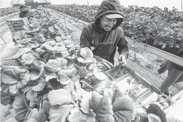  ?? AL SEIB FOR THE LOS ANGELES TIMES ?? Antonio Cruz collects strawberri­es. Crews work by hand to ensure more collection by following Tortuga AgTech robots which may make major inroads into the California agricultur­e industry.