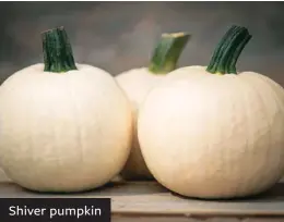  ??  ?? Shiver pumpkin