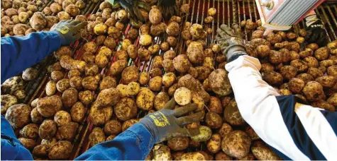  ??  ?? „Für Kartoffeln gab es auf einmal keinen Absatz mehr“, sagt Konrad Hörl, neuer Leiter des Landwirtsc­haftsamtes in Stadtberge­n.
Symbolfoto: Marcus Merk