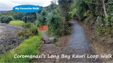  ??  ?? Coromandel’s Long Bay Kauri Loop Walk