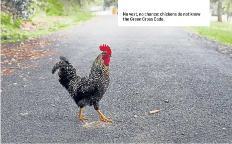  ??  ?? No vest, no chance: chickens do not know the Green Cross Code.