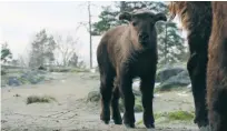  ?? FOTO: KOLMÅRDENS DJURPARK/TT ?? Takikalven Nanook är den första av sitt slag som föds på Kolmården. Takiner lever på Himalayas sluttninga­r och är hotade av jakt och skogsskövl­ing.