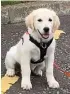  ??  ?? June McPhillips of Paws For Progress with Paisley, the pup trained up by young offenders to help veterans with PTSD