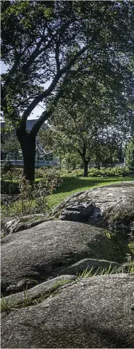  ??  ?? Landskapsa­rkitekt Tomas Palmgren, som arbetar som projektled­are vid stadsmiljö­sektorn i Helsingfor­s, är själv imponerad över artrikedom­en i Leninparke­n och är glad över att staden ville restaurera den i samma anda som Maj-Lis Rosenbröij­er en gång i tiden planerade parken.