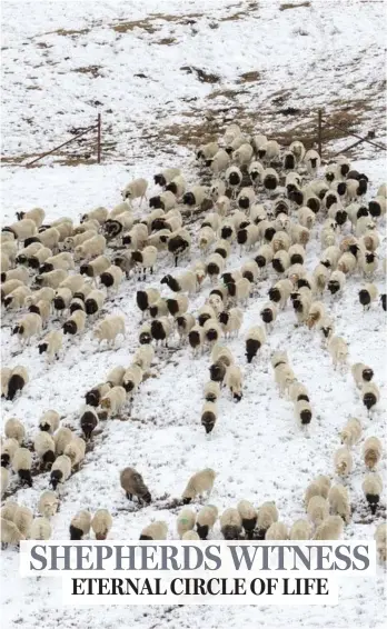  ?? PHOTOS BY JIANG WENYAO / XINHUA. ?? Dilai drives his flock of sheep into the open enclosure on horseback.