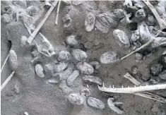  ??  ?? The undated photo shows pterosaurs’ eggs, embryos and bones found in a desert in Hami, northwest China’s Xinjiang Uygur Autonomous Region.