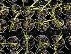  ??  ?? MIDDLE LEFT Tōtara
seedlings.