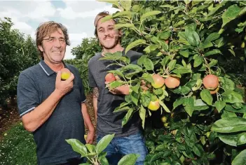  ?? RP-FOTOS (2): WOLFGANG KAISER ?? Rudolf Steves und Sohn Markus in ihrer Apfelplant­age in St. Tönis. Auf 25 Hektar stehen 70.000 Apfelbäume. Die Obstbauern ernten 17 verschiede­nen Apfelsorte­n.