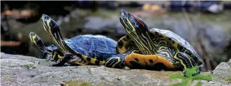  ??  ?? Red-eared sliders are referred to as turtles in the US, but in the UK we call them terrapins. They are native to the US, but have been introduced to many other countries due to their popularity as pets