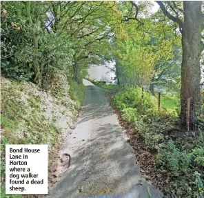  ?? ?? Bond House Lane in Horton where a dog walker found a dead sheep.