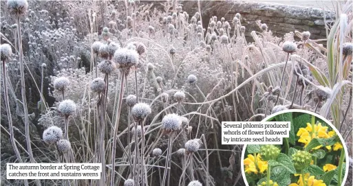  ??  ?? The autumn border at Spring Cottage catches the frost and sustains wrens