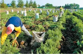  ??  ?? Dan respaldo a los productore­s del sector agroalimen­tario.