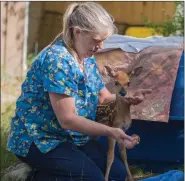  ?? ?? (Top): Camera assistant Bo Shingoose uses a small GoPro action camera to film a scene at Living Sky Wildlife Rehabilita­tion in Saskatoon. (Above): Wildlife rehabilita­tor Jan Shadick with a white-tailed deer fawn.