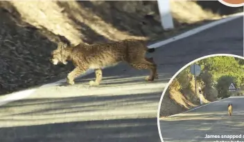  ?? left). ?? James snapped some photos before the Iberian lynx jumped onto the roadside verge (