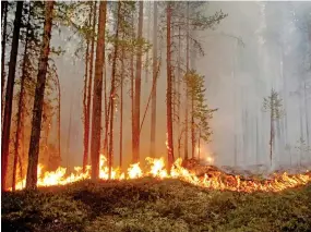  ??  ?? Wildfire in Sweden.