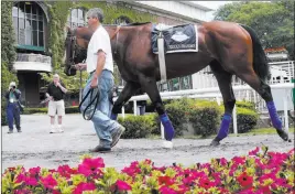  ?? SHANNON STAPLETON/ REUTERS ?? Kentucky Derby and Preakness Stakes winner American Pharoah is walked through the paddock area at Belmont Park on Thursday, in advance of Saturday’s Belmont Stakes.