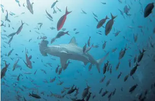  ?? ?? HAMMERING THE POINT: A hammerhead shark swims close to Wolf Island at Galapagos Marine Reserve.