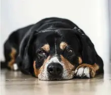  ??  ?? A pet that’s miserable can end up with tummy problems, so make sure you spend time with your dog and provide loving companions­hip. — Photo: StockSnap