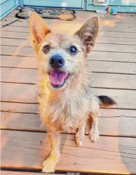  ?? Contribute­d photo ?? Evander, an Australian Terrier left abandoned in New Haven, recuperati­ng from surgery to amputate his left front leg.