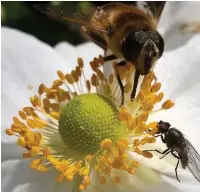  ?? Alan Wright ?? ●●Our gardens play host to many varied and colourful insects, including hoverflies