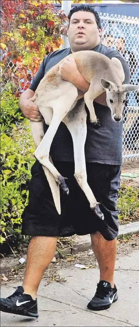  ??  ?? LET’S BOUNCE: Schirripa carries home the kangaroo, which he claims is only visiting from upstate — where it would be legal to own.