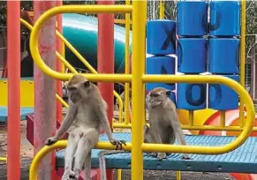  ??  ?? Macaques in a children’s playground in Tanjung Bidara, Perak. They were probably attracted to the area by food either provided by residents or left as waste.