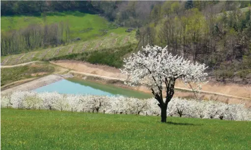  ??  ?? Pour économiser l’eau et anticiper les périodes sans pluie, les agriculteu­rs des monts du lyonnais pensent aux retenues collinaire­s.