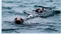  ??  ?? LINKS MITTE Auf einer Seal Safari komt man den zutraulich­en Robben ganz nah und kann sogar mit ihnen schwimmen.