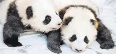  ?? Odd Andersen / AFP ?? Meng Yuan y Meng Xiang, dos pandas gigantes nacidos en el zoo de Berlín en agosto de 2019.