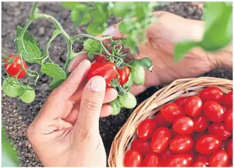  ??  ?? Home-grown tomatoes are a delight but watch out for pests and diseases