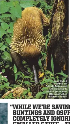  ??  ?? Long-beaked echidnas are Critically Endangered­and evolutiona­rily distinct, yet receivedli­ttle conservati­on attention until now.