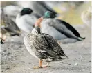  ?? Photo / Warren Buckland ?? It is alleged captive mallards were sold illegally.