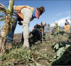  ??  ?? PHOTO BELOW: King Kekaulike High School seniors Alexis Camara, 17, (left) and Kaylee Asing, 16, are part of a crew pulling weeds Tuesday as part of Mahi Pono’s In the Fields paid summer internship program.