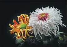  ?? LAI CHUANFANG / FOR CHINA DAILY ?? Chrysanthe­mums are the city flower of Kaifeng.