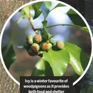  ??  ?? Ivy is a winter favourite of woodpigeon­s as it providesbo­th food and shelter