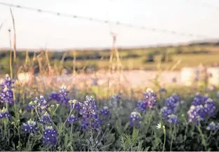  ?? Jon Shapley / Staff photograph­er ?? Wildflower­s are in bloom this spring.