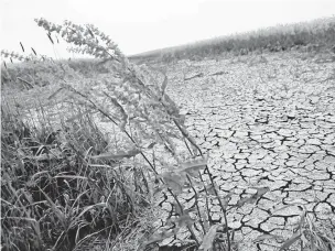  ?? DAVE BAXTER • POSTMEDIA NEWS ?? Extremely dry and cracked soil in a canola field on July 12 near Ile des Chenes, south of Winnipeg.