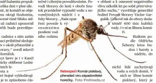  ?? Foto: Profimedia.cz ?? Nebezpečí Komár pisklavý, přenašeč viru západonils­ké horečky.