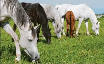  ??  ?? Endlich frisches Gras! Die Vollblutar­aber der Familie Scherle aus Rain (Landkreis Donau-Ries) genießen den Tag auf der Koppel. Heike Scherle hat eingefange­n, wie ihre Pferde in Reih und Glied fressen. Nur das jüngste Mitglied stellt sich noch quer.