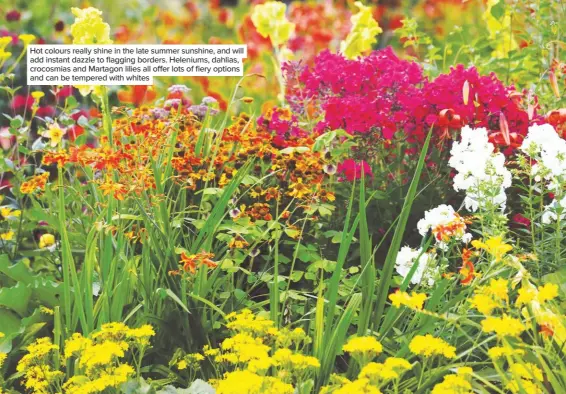  ??  ?? Hot colours really shine in the late summer sunshine, and will add instant dazzle to flagging borders. Heleniums, dahlias, crocosmias and Martagon lilies all offer lots of fiery options and can be tempered with whites