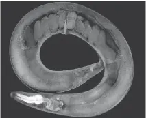  ?? ADAM KLOSIN/CRG ?? The C. elegans worm glows more brightly in warm conditions, as do its offspring for seven generation­s, even if not exposed to heat. Similar results were found in reaction to famine conditions.