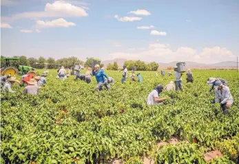  ?? ROBERTO E. ROSALES/JOURNAL ?? Dozens of workers pick green chile from a field near Garfield on Wednesday afternoon.