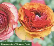  ??  ?? Ranunculus ‘Picotee Café’