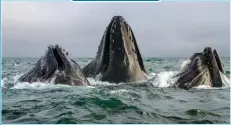  ??  ?? Humpback whales, feeding communally off the coast of Monterey, California, the US. JOE PLATKO / BBC