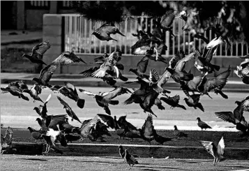  ?? RICHARD BRIAN/LAS VEGAS REVIEW-JOURNAL ?? Pigeons gather outside the West Flamingo Senior Center in Las Vegas, which had become a bird epicenter.