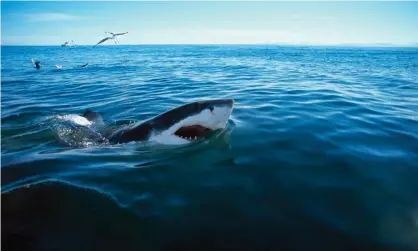  ??  ?? A great white shark was identified as the cause of death of Julie Dimperio Holowach based on a tooth fragment that was recovered. Photograph: Jeff Rotman/Alamy Stock Photo